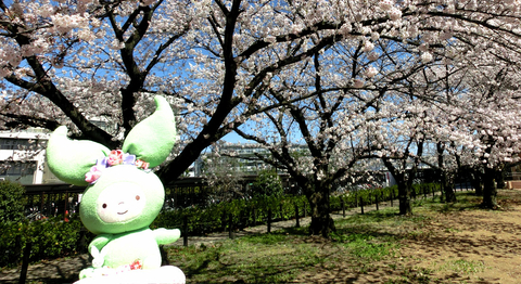A statue of the university's mascot with blooming cherry blossom trees