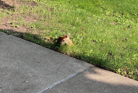 Fawn by the sidewalk