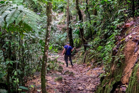 A person walking in a pathway in the Amazon Forest