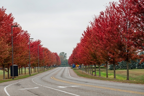 fall trees lining the road to campus