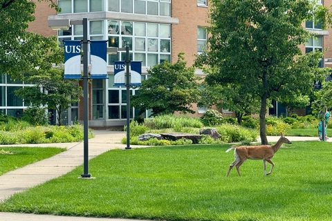 deer outside of residence hall
