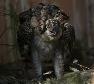 osprey