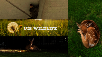 Wildlife Reminder for UIS Campus Community