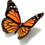 butterfly
