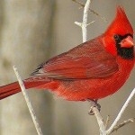 cardinal on a branch