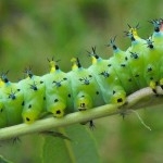 caterpillar