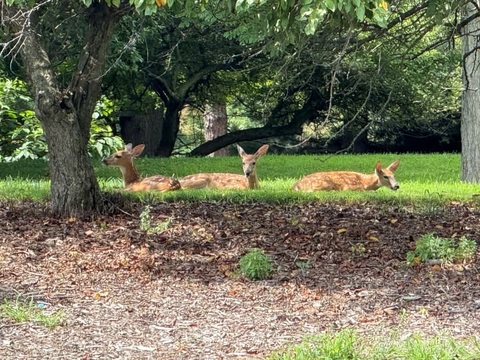 Deer on UIS grounds relaxing in shade