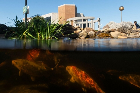 half submerged shot of the koi pond with koi fish swimming in it
