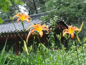 daylily garden in Seoul, South Korea