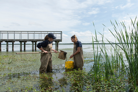 Collecting in the wetland