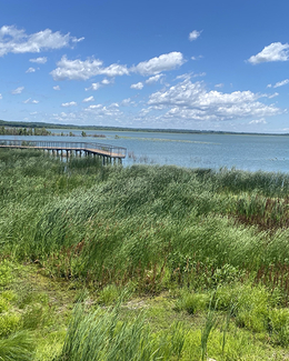 Lake with a wooden pier, surrounded by lush green reeds under a vibrant blue sky.
