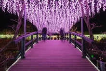 Night image of bridge framed by purple and pink flowers.