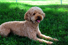 Shelly Camburn, therapy dog, in grass