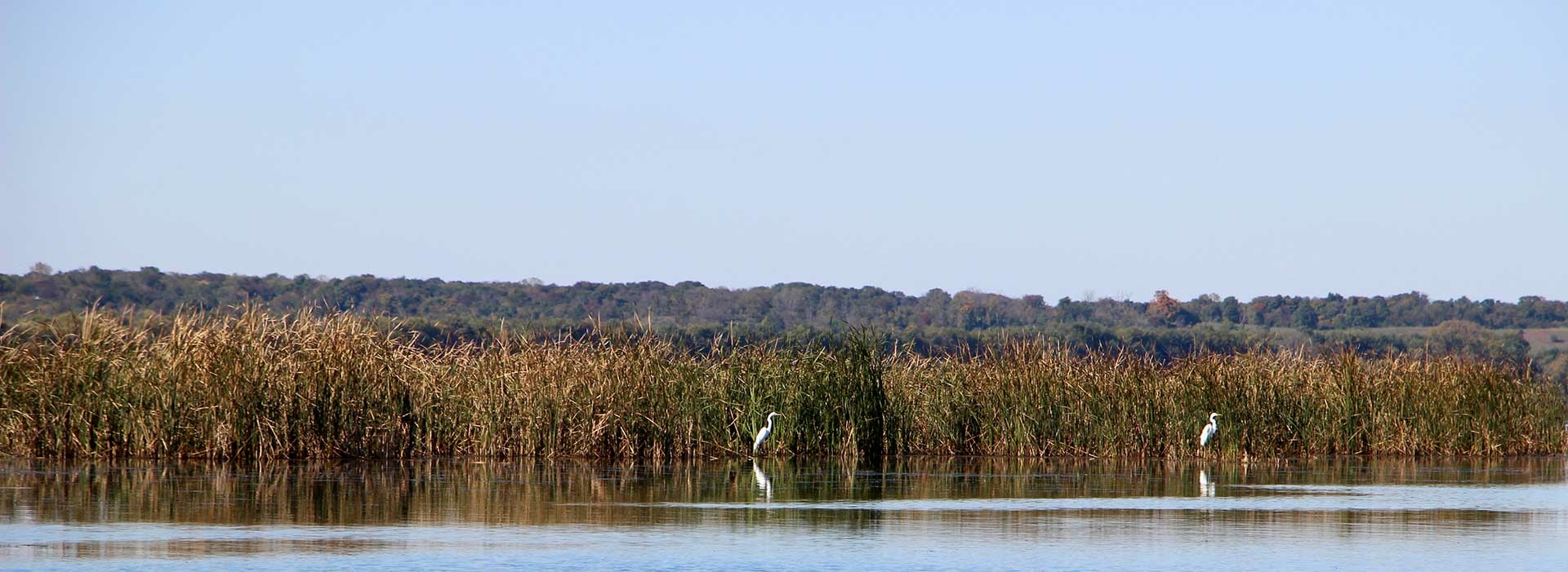Birds in the wetland