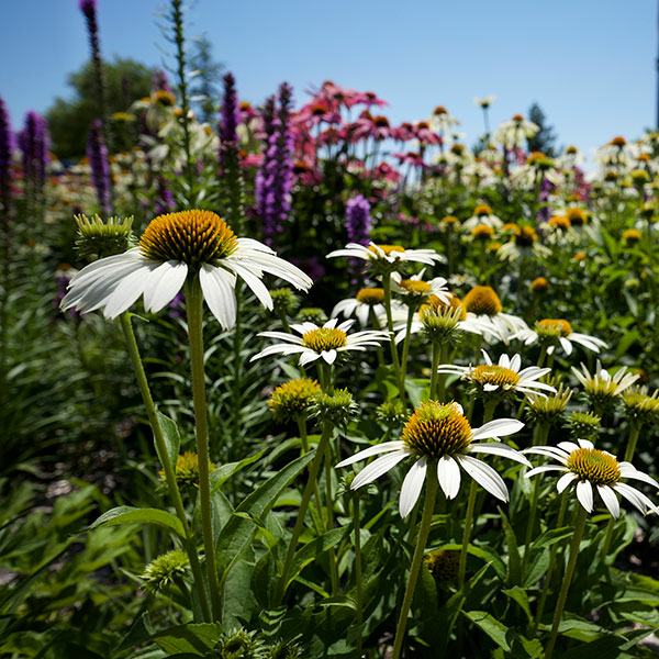 Flower beds on UIS campus