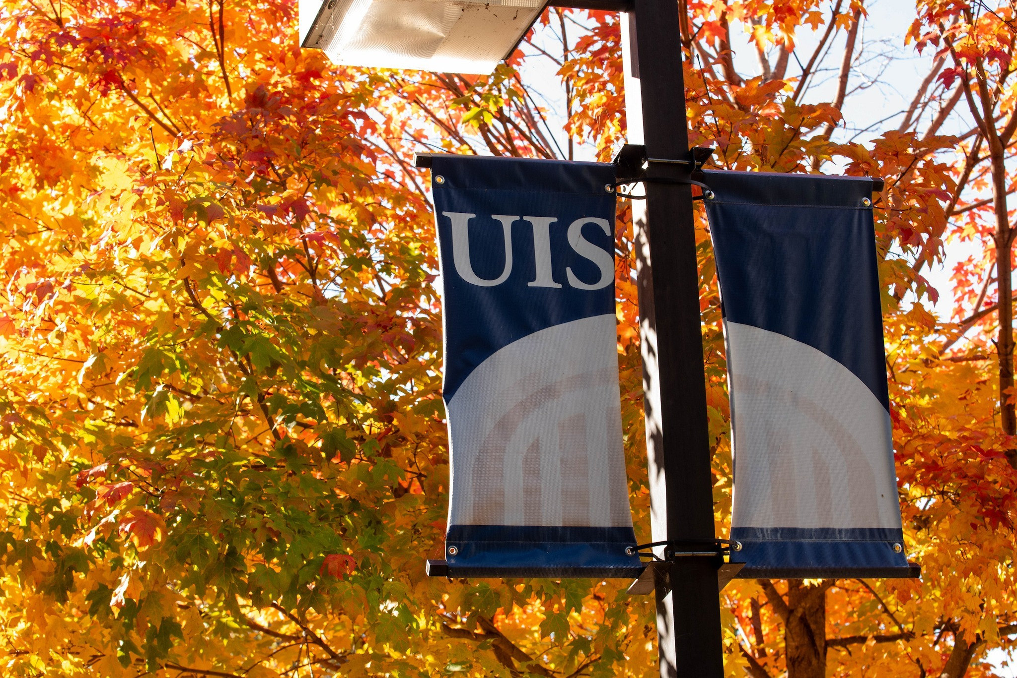 UIS banner in front of fall tree on campus.