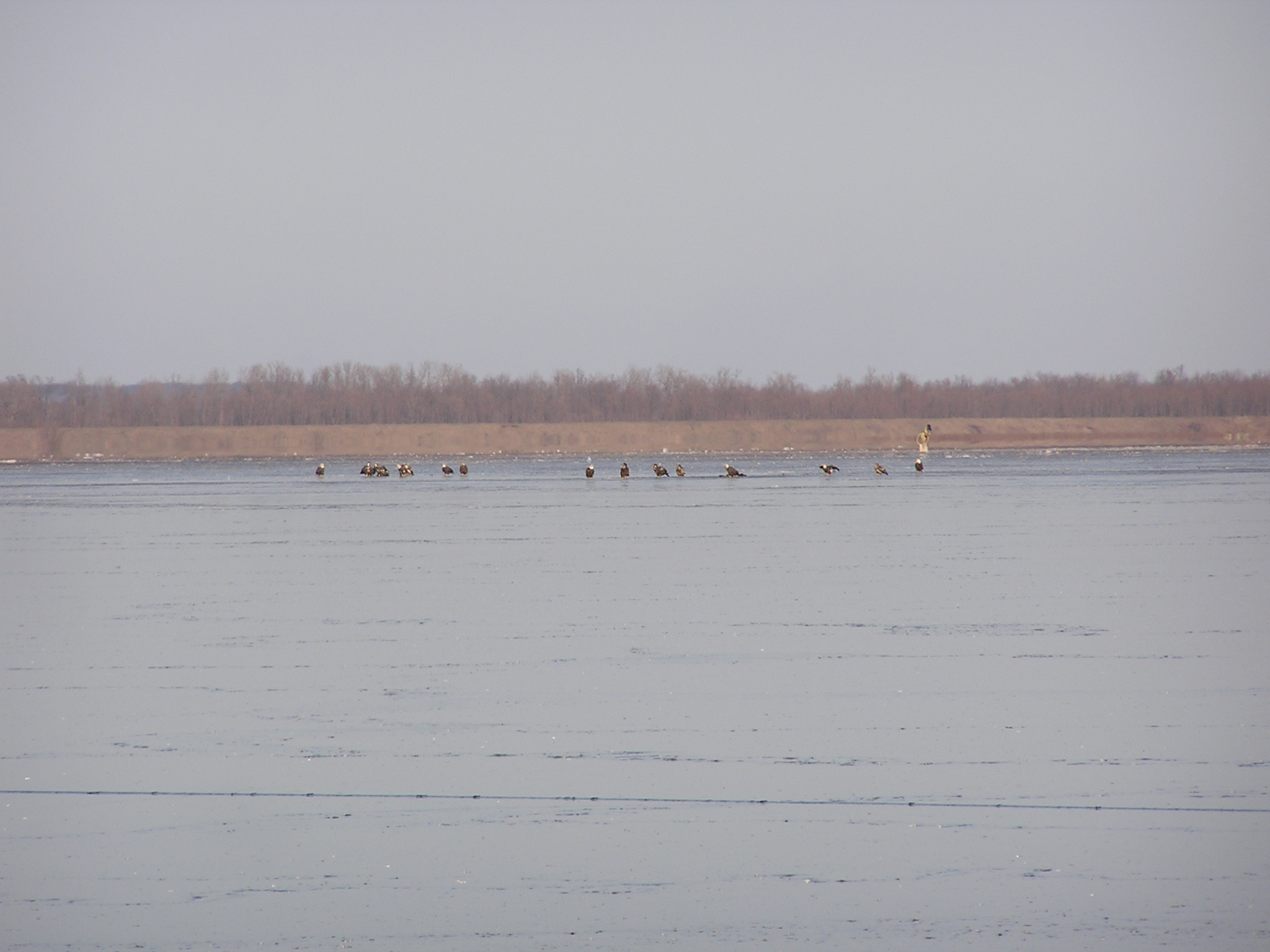 Eagles sitting on a frozen lake