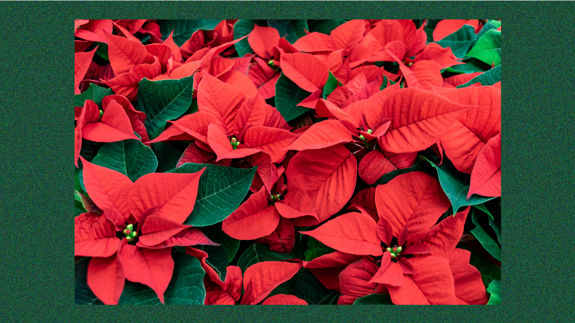Poinsettias