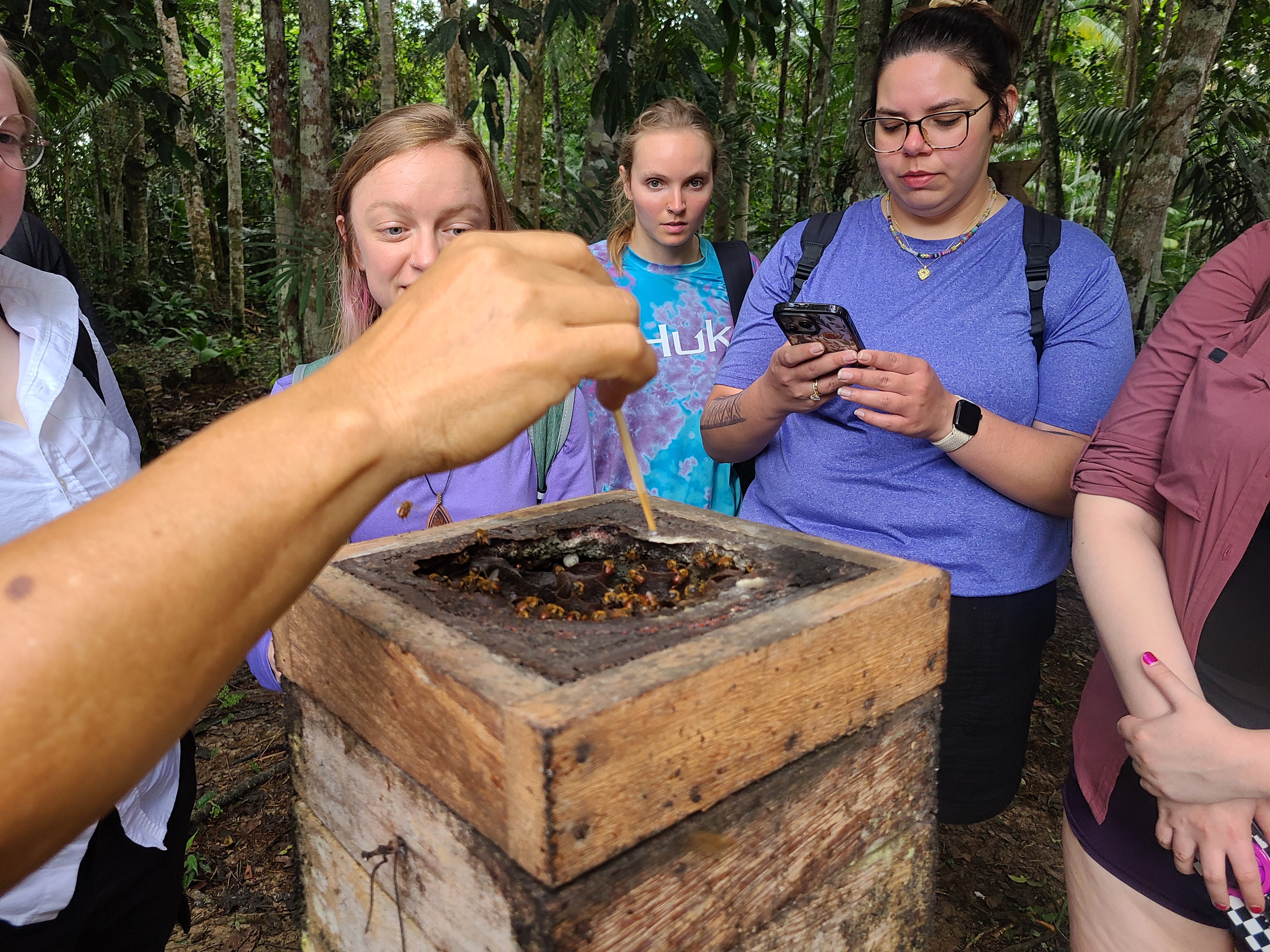 UIS students watch a guide demonstrate a native stingless bee hive during an Amazon rainforest visit.