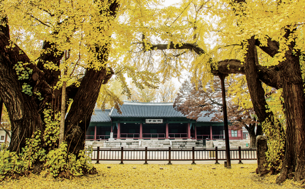 SKKU traditional building with yellow leaves in fall