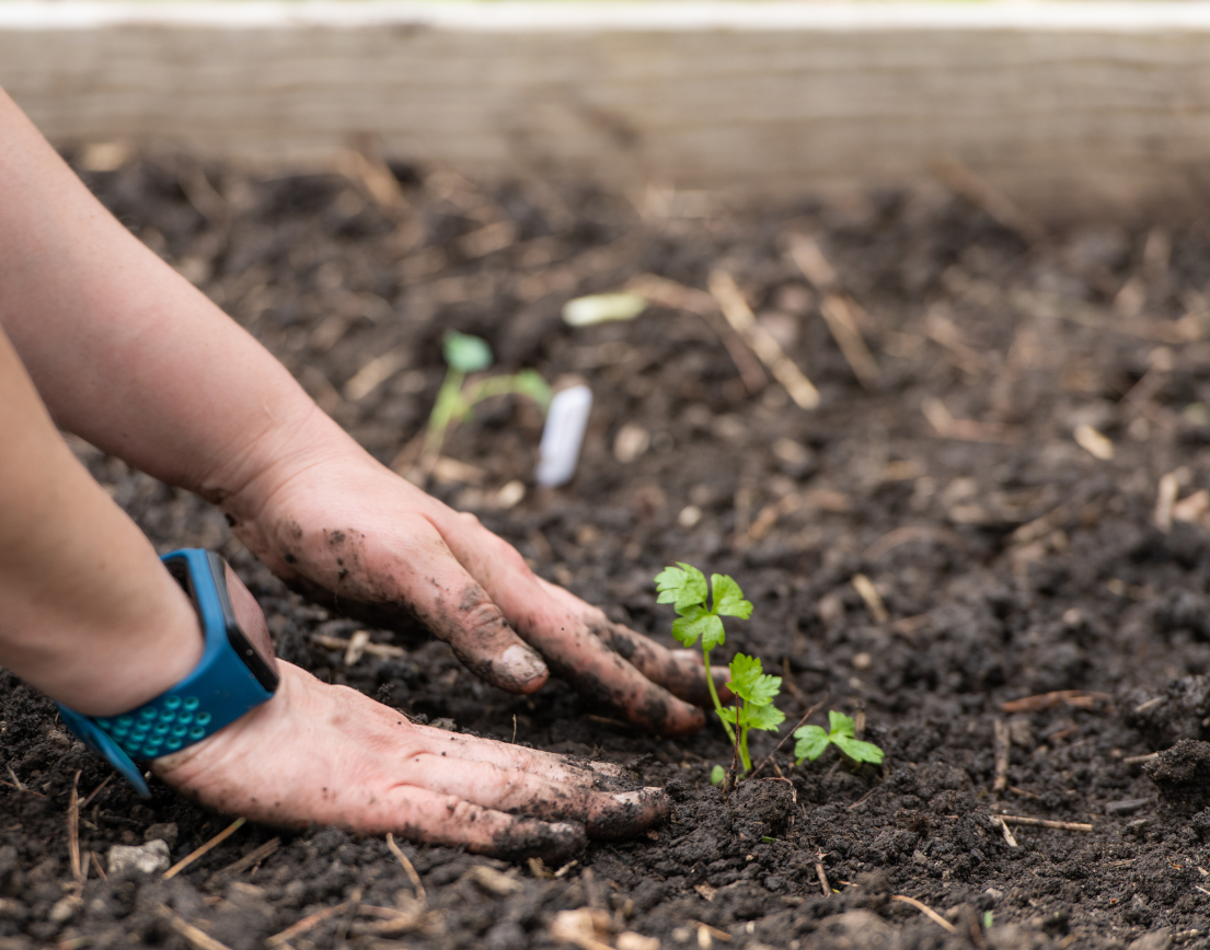 Two hands pushing dirt around a plant.