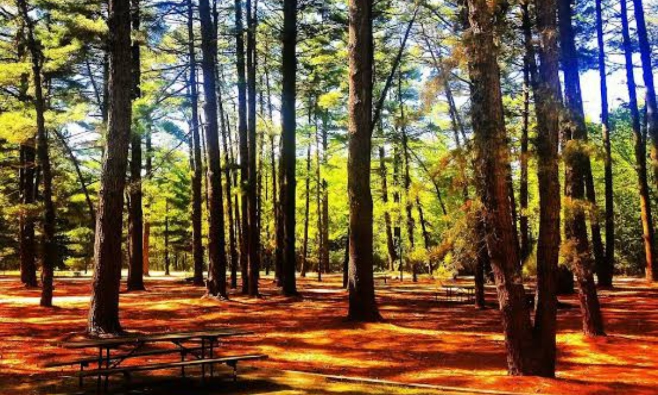 Hike at Sand Ridge State Forest