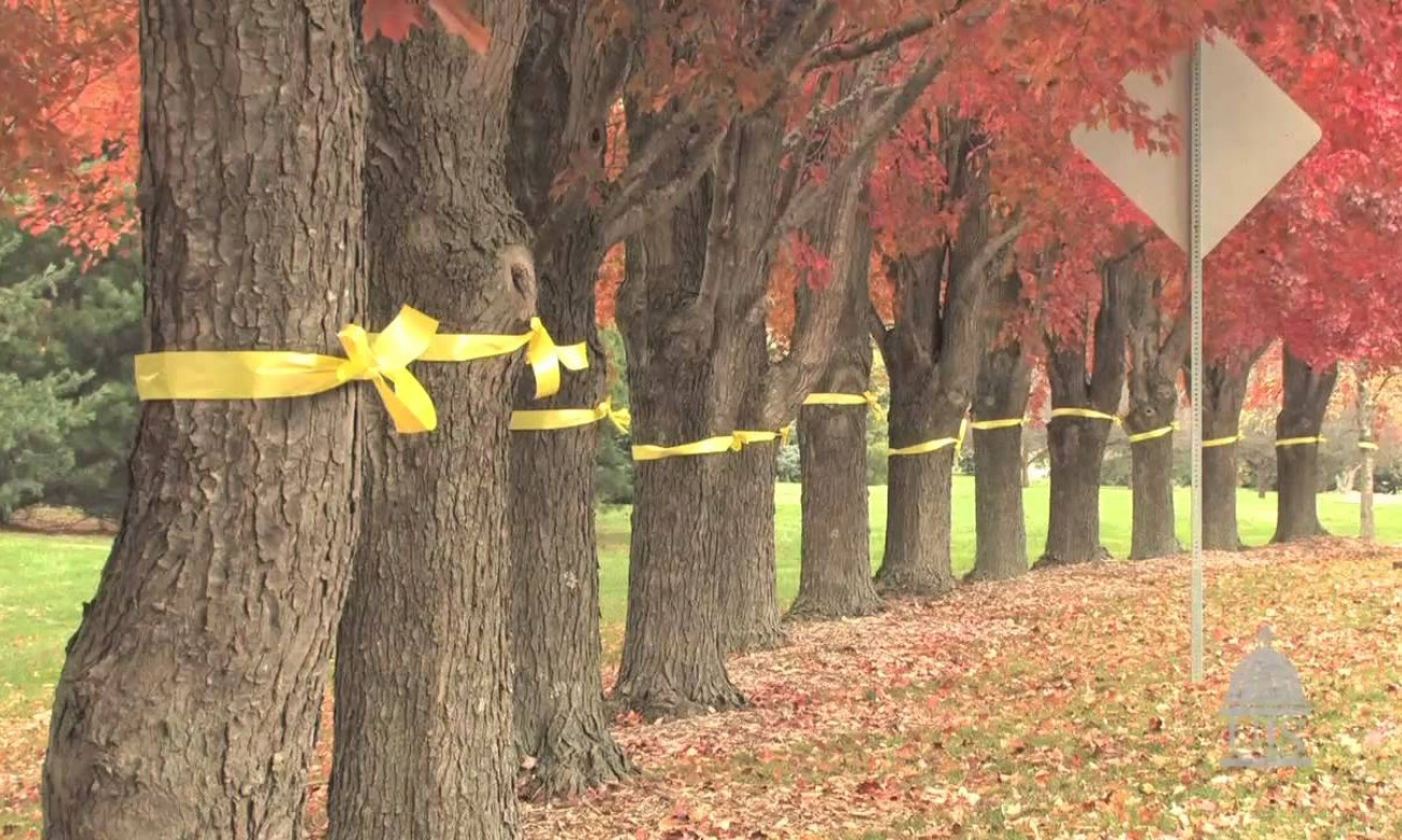 Tie a Yellow Ribbon