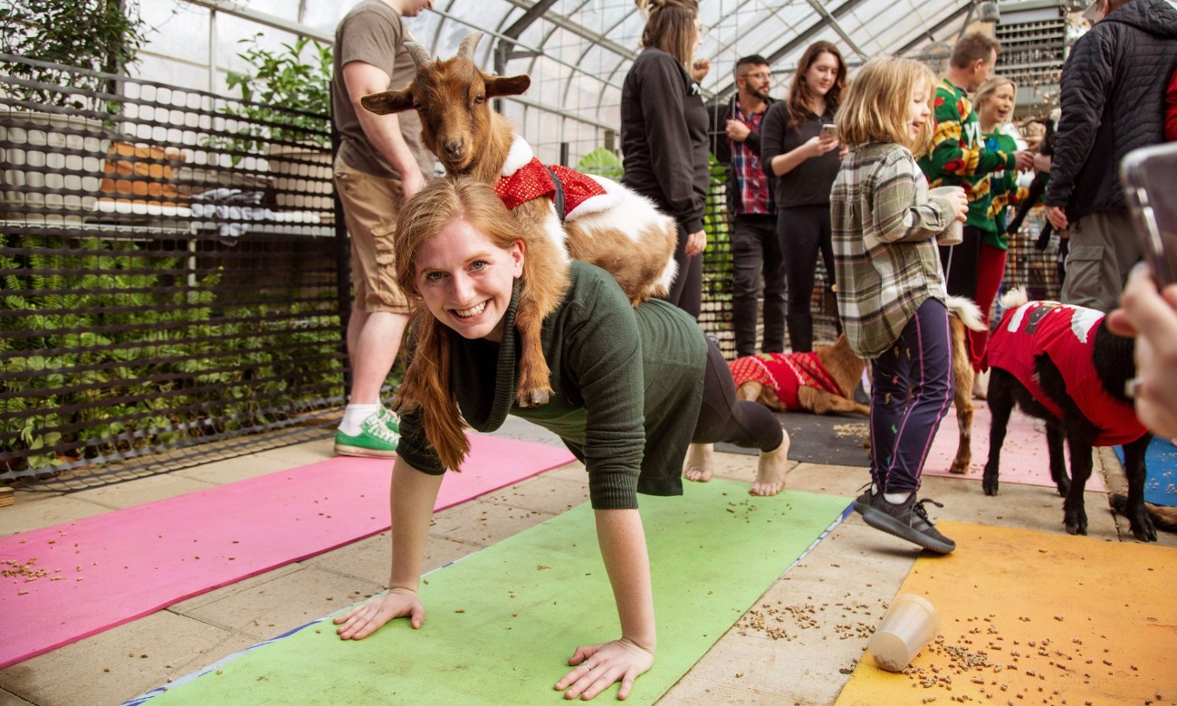 Goat Yoga
