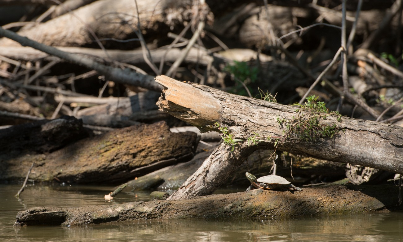 Hike at Lick Creek