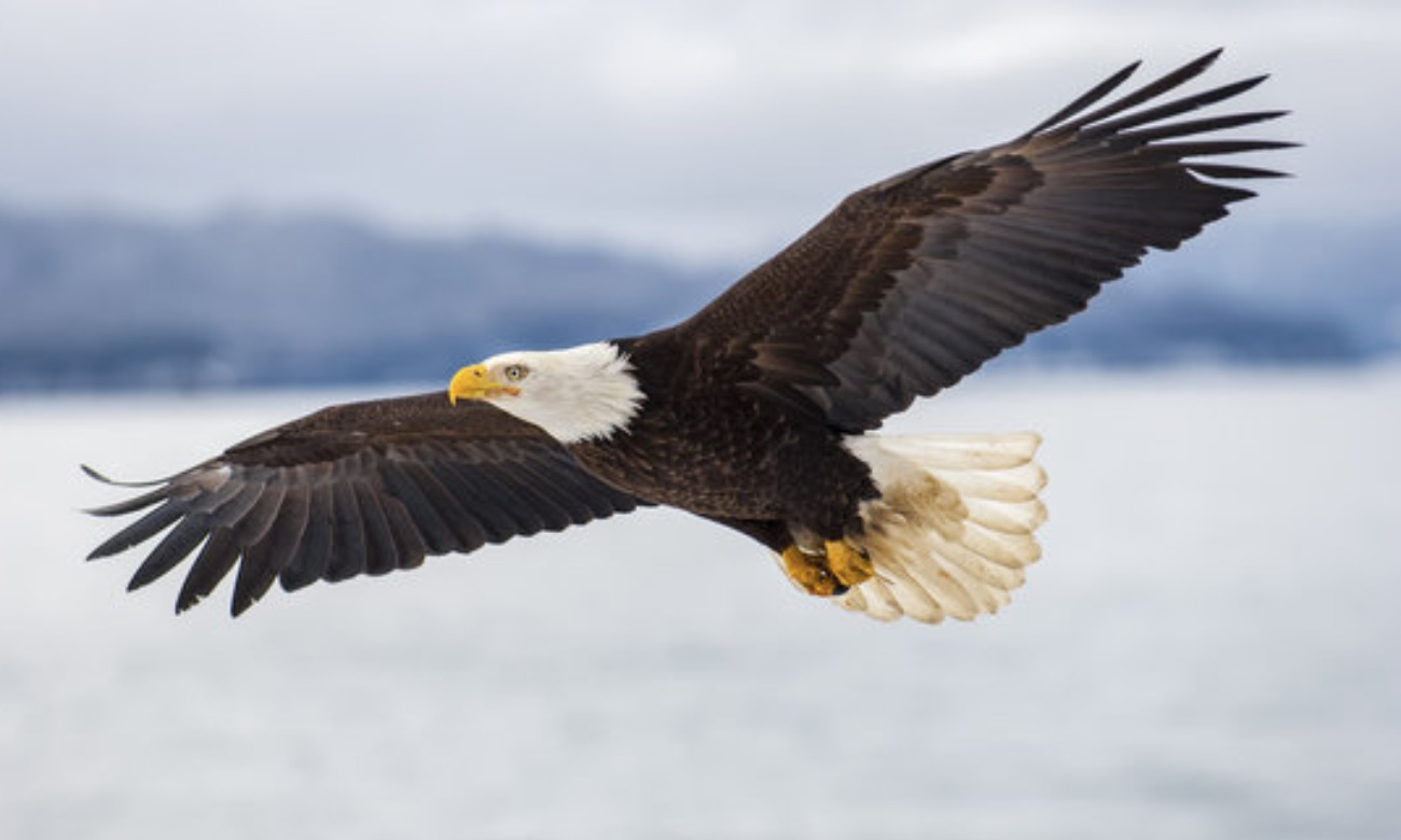 Fulton-Mason Eagle Day at Emiquon