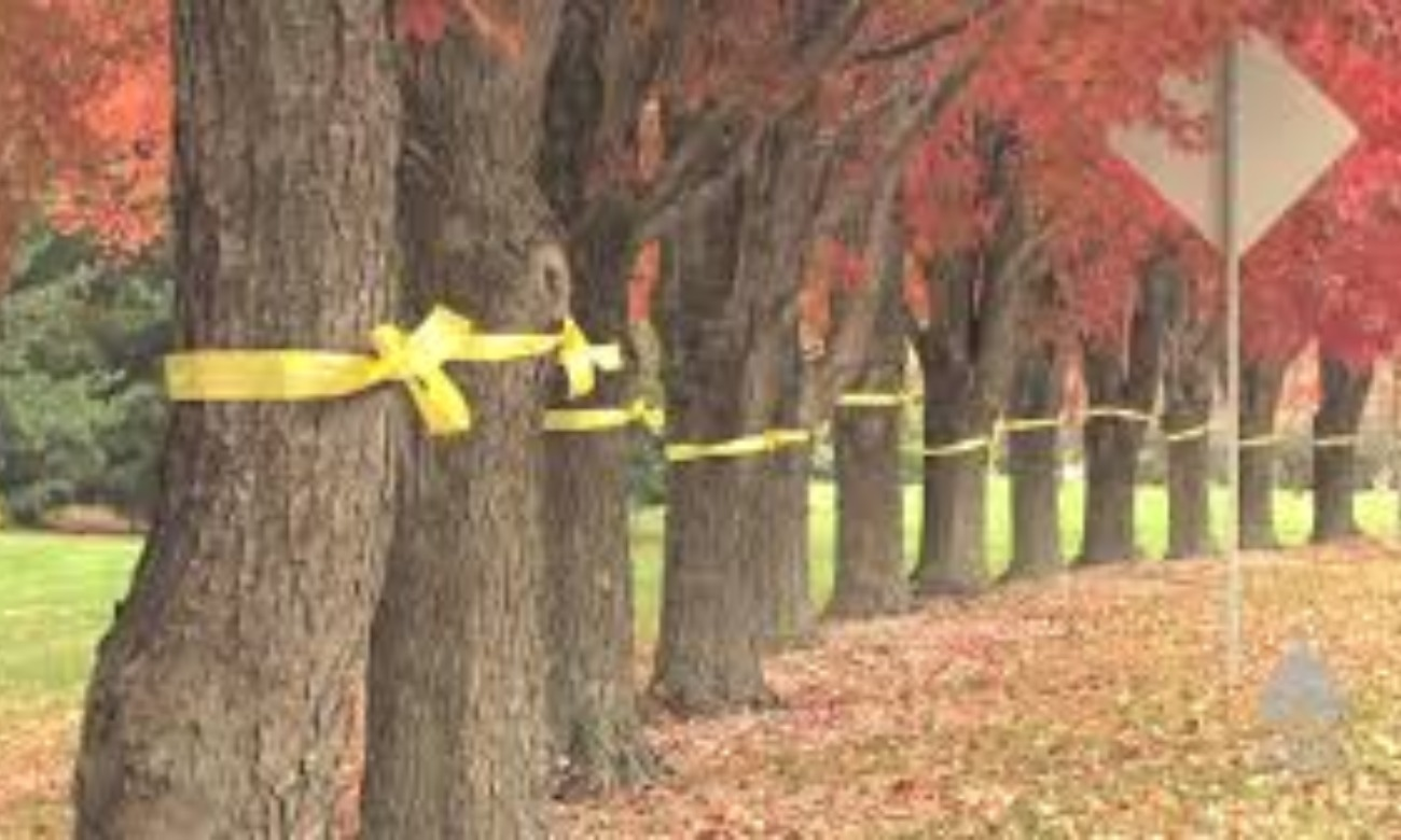 Tie a Yellow Ribbon