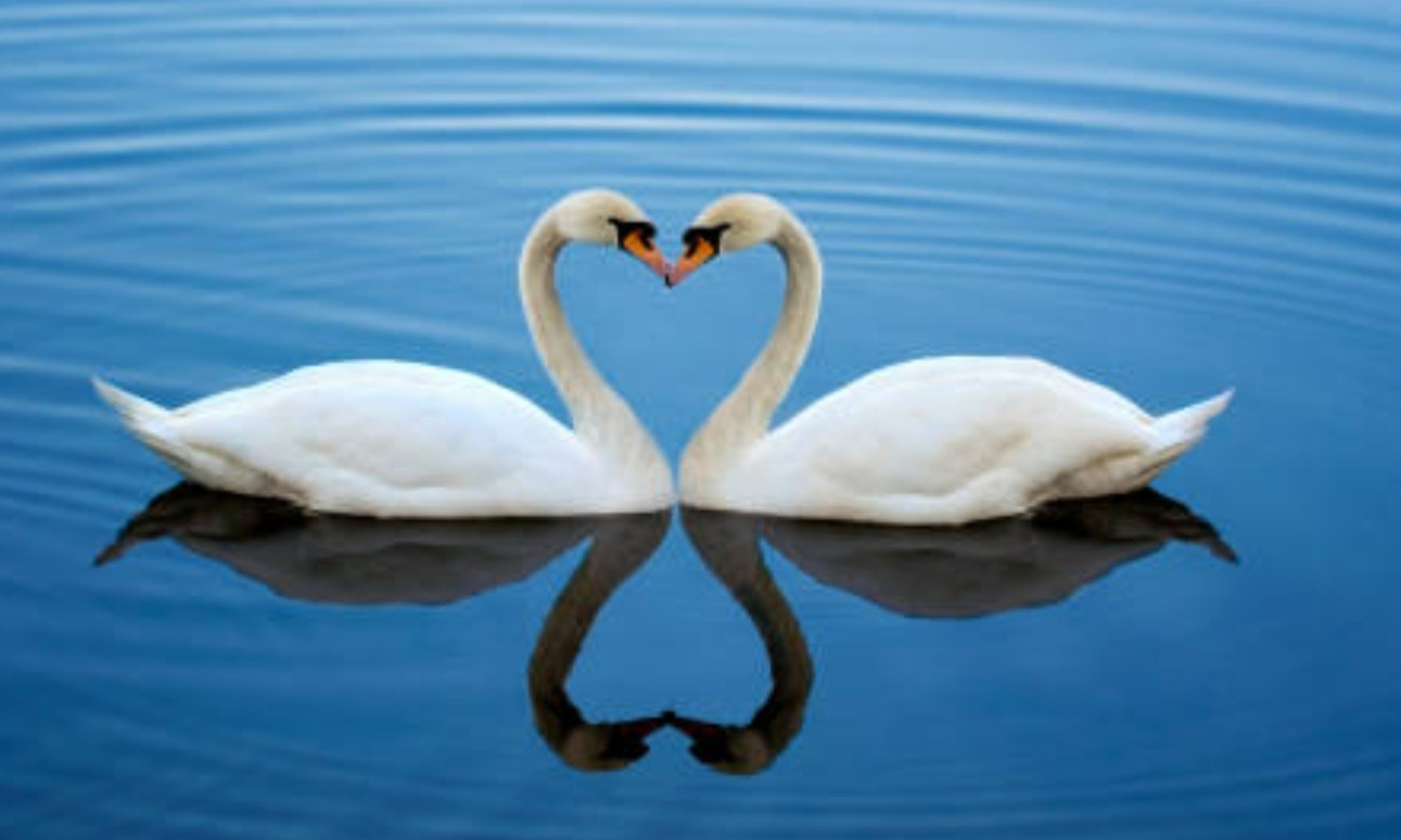 2 XöChÎrÄs Public Ceremony