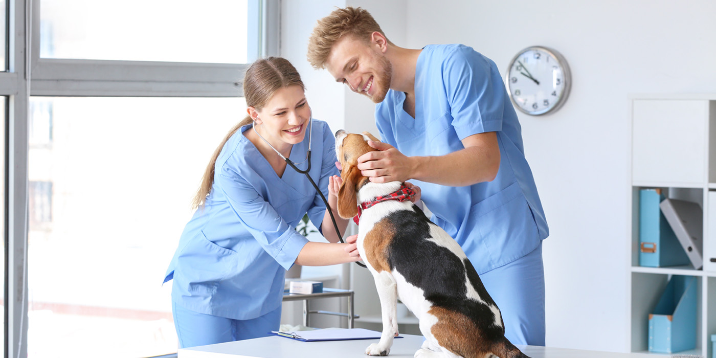 Man and woman in blue scrubs looking at a dog.