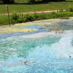pond