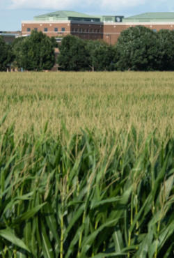 prairie grass