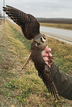 American kestrels