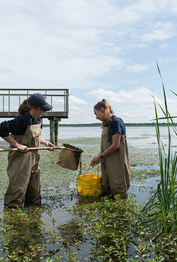 Students in waders collect samples in a wetland at Emiquon near a dock, surrounded by aquatic plants and reeds.