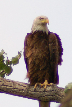 Bald eagle perched on a tree branch, sky in the background.