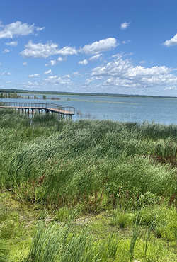 Lake with a wooden pier, surrounded by lush green reeds under a vibrant blue sky.