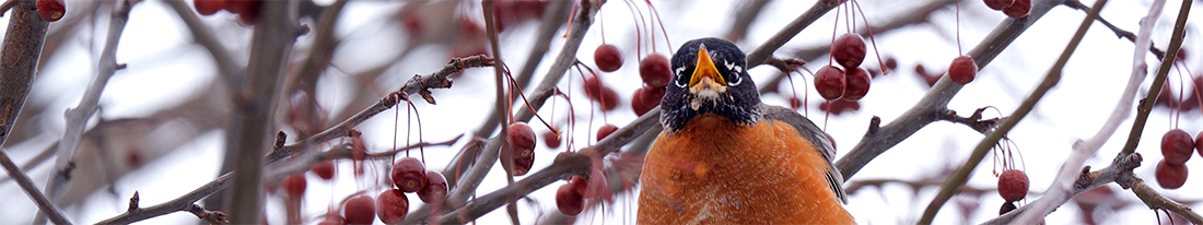 robin in snow