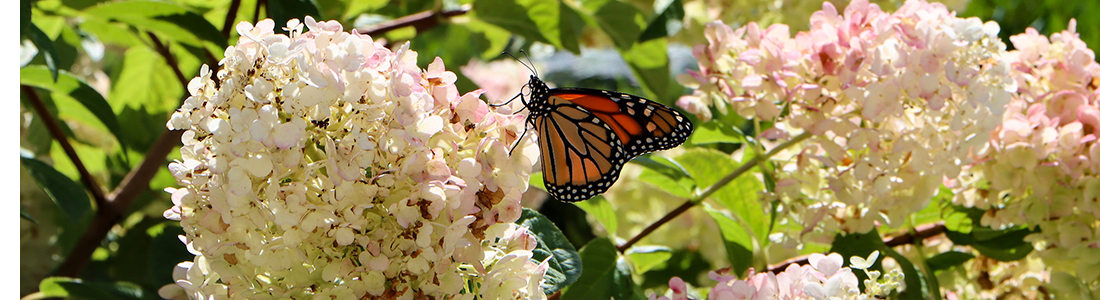 butterfly on hydrangea blossom