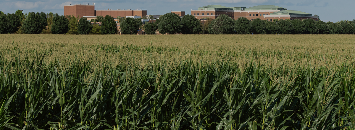view of campus across corn field