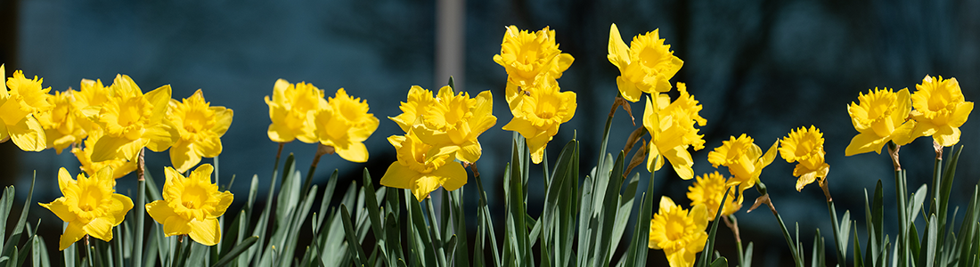 daffodils in a row 