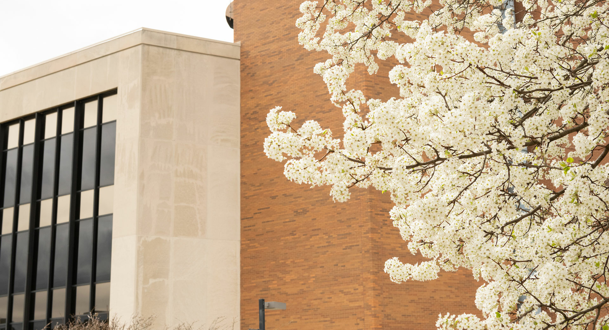 A magnolia tree blooming next to the PAC
