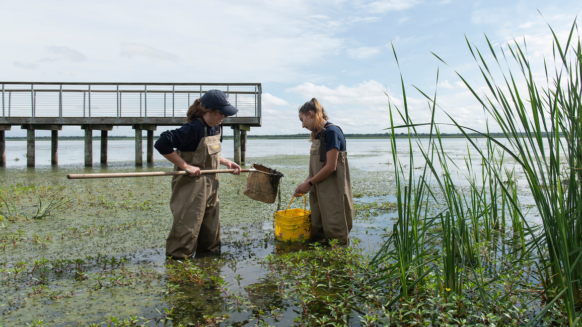 Two people in waders collect water samples with a net and bucket in a wetland near a wooden observation deck.