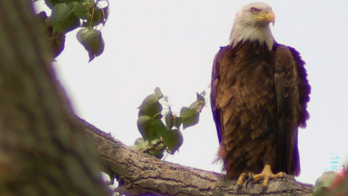 Bald eagle perched on a tree branch with green leaves.