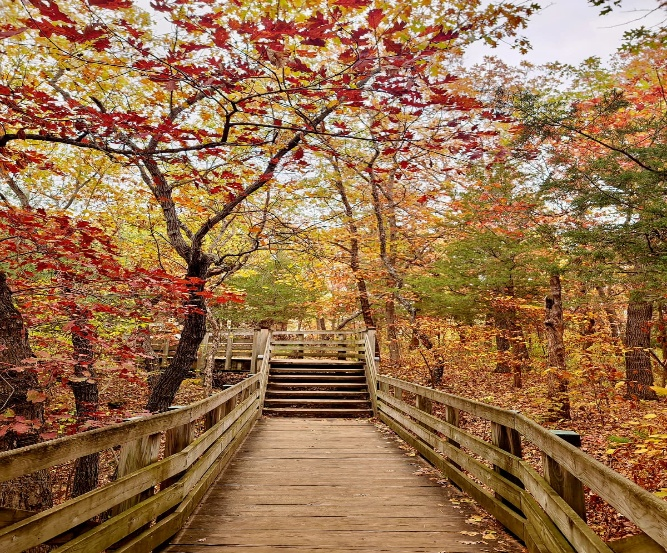 Wooden bridge and stairs leading through the forest at Starved Rock State Park