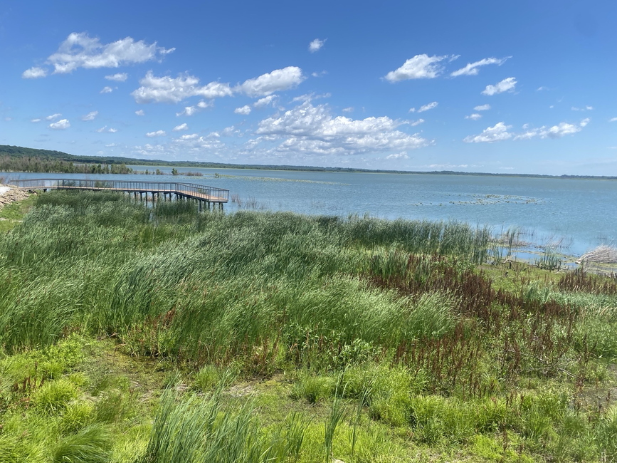 Lush lakeside landscape with pier, green reeds, and blue sky.