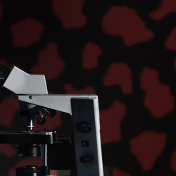student looking at a slide through a microscope