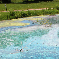 pond